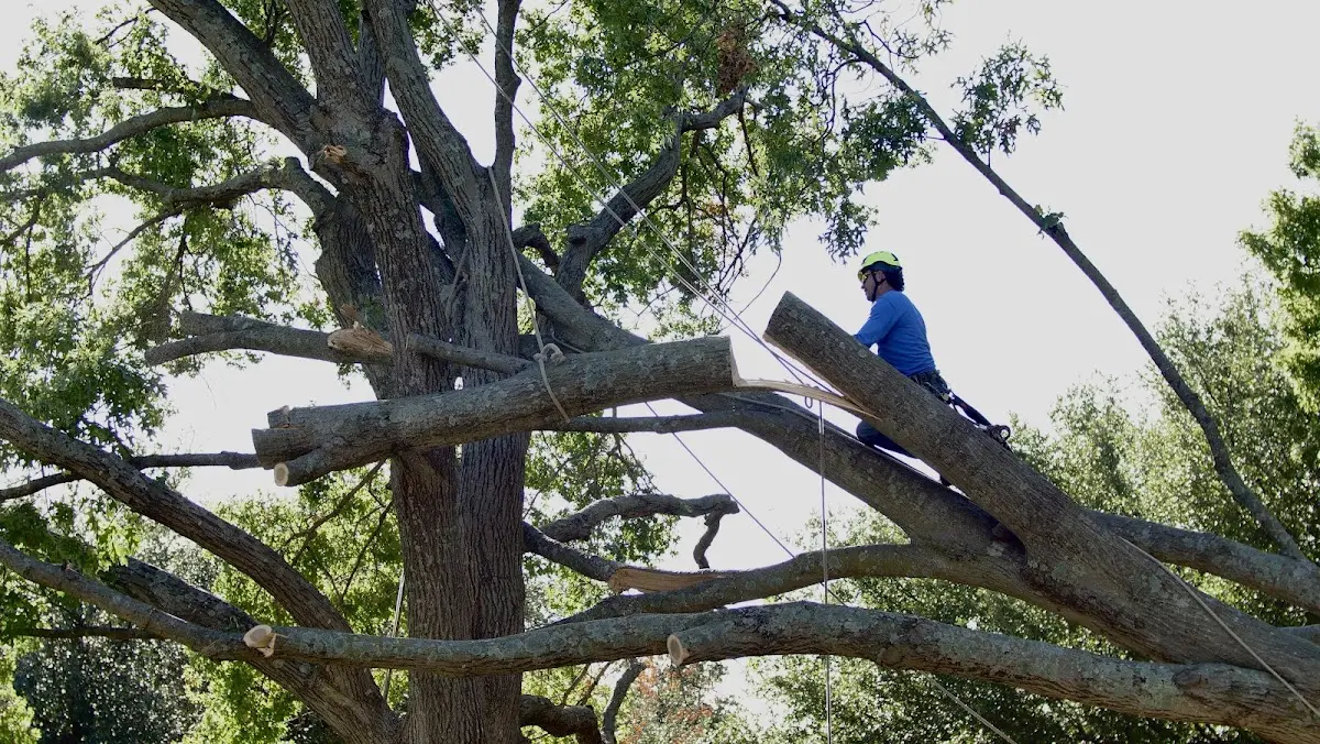 Professional Crown Thinning performed by certified arborists in Fields