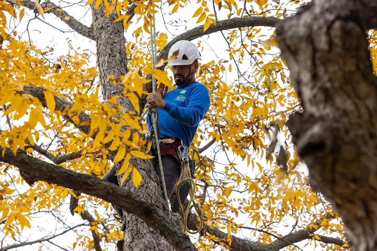 Skilled Emergency Tree Service crew working in Fields